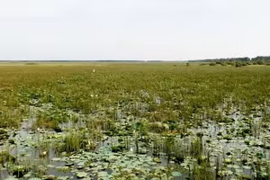 Một góc Vườn quốc gia Tràm Chim.