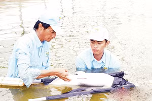 Kiểm tra giống cá tra tại Công ty cổ phần Cá tra Việt - Úc An Giang. Ảnh : VĂN PHÔ