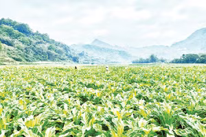 Bà con xã Tam Kim thu hoạch cây thuốc lá. 