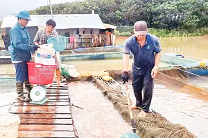 Người dân mưu sinh bằng nghề nuôi cá bè và đánh bắt thủy sản trên sông Pô Kô. 