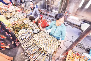 Cá trích vừa đánh bắt được người làng biển xứ Nghệ chế biến ngay tại nơi bán. Ảnh: Trọng Chính