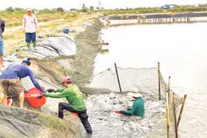 Thu hoạch cá rô phi nuôi ở thành phố Cần Thơ. Ảnh: Tích Chu