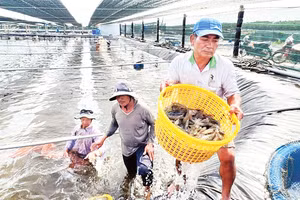 Người dân Cà Mau thu hoạch tôm thẻ siêu thâm canh. Ảnh: Báo Cà Mau