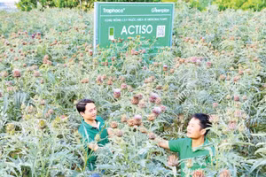 Vùng trồng cây Actiso của Công ty Traphaco Sapa đạt tiêu chuẩn GACP-WHO. (Ảnh: HOÀNG TIẾN)