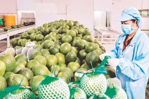 Đóng gói bưởi xuất khẩu tại Công ty Vina T&T Group. (Ảnh: MINH ANH)