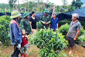 Bộ đội Lâm trường 42, Đoàn Kinh tế- Quốc phòng 327( Quân Khu 3) hỗ trợ cây giống cho gia đình ông Bùi Văn Thoạn, thôn Lục Phủ, Xã Hải Sơn, Quảng Ninh phát triển kinh tế gia đình.