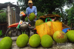 Thương lái thu mua mít cho nông dân tại xã Mỹ Thành, tỉnh Đồng Tháp.