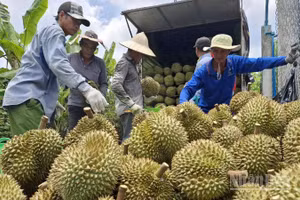 Nông dân xã Mỹ Thành, tỉnh Đồng Tháp bán sầu riêng cho thương lái.