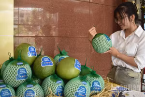 Trái bưởi Đồng Tháp đạt tiêu chuẩn xuất khẩu sang thị trường Australia.