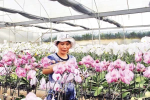 Trồng hoa trong nhà kính mang lại thu nhập cho các hộ dân.