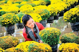 Vẻ đẹp cúc mâm xôi Sa Đéc. Ảnh: Huỳnh Phương