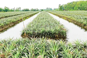 Cây khóm đang phủ “tấm áo xanh” cho Phú Quới.