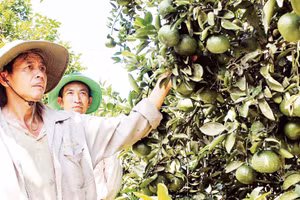 Mô hình sinh kế giúp nhiều hộ dân tăng thu nhập, cải thiện đời sống.