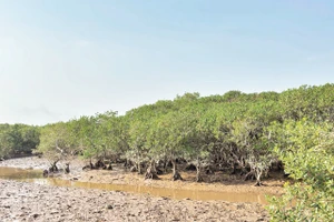 Rừng ngập mặn được phục hồi ở Diễn Châu (Nghệ An).