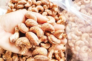 Hạt điều nay bảo đảm đầu ra ổn định.