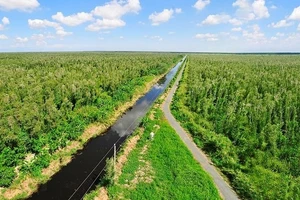 Đẩy mạnh trồng rừng ngập mặn sẽ giúp khu vực ven biển Đồng bằng sông Cửu Long thích ứng với biến đổi khí hậu. - Ảnh minh hoạ