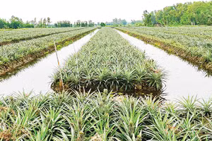 Cây khóm đang phủ “tấm áo xanh” cho Phú Quới.