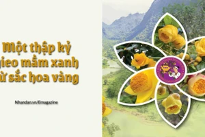 Một thập kỷ gieo mầm xanh từ sắc hoa vàng