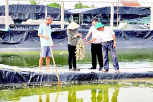Mô hình sản xuất hàu giống tại xã ven biển Hải Xuân, tỉnh Ninh Bình đem lại hiệu quả kinh tế cao.