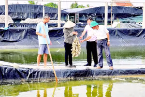 Mô hình sản xuất hàu giống tại xã ven biển Hải Xuân, tỉnh Ninh Bình đem lại hiệu quả kinh tế cao.