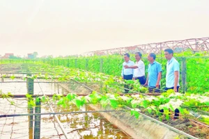 Những mô hình chuyển đổi cây trồng hiệu quả mang lại giá trị kinh tế cao tại xã Khánh Hội.