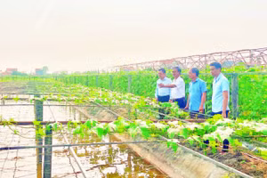 Những mô hình chuyển đổi cây trồng hiệu quả mang lại giá trị kinh tế cao tại xã Khánh Hội.