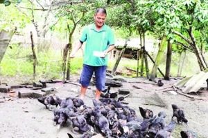 Ông Mùa A Giàng chăm sóc đàn gia cầm của gia đình.