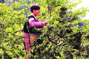 Người dân Mộc Châu thu hoạch mận. (Ảnh MINH HẠNH)
