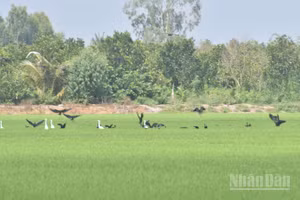 Nhiều loài quắm đen, cò trắng về đậu cánh đồng lúa ở xã Mỹ Thành, tỉnh Đồng Tháp để tìm thức ăn.