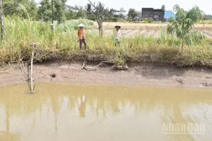 Người dân xã Tân Điền, tỉnh Đồng Tháp chủ động tích trữ nguồn dưới ao để tưới cho rau màu.