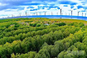 Khu vực ven biển thuộc phường Hiệp Thành (tỉnh Cà Mau) phát triển mạnh về điện gió. 