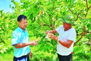 Nhiều mô hình nông nghiệp hiệu quả được lồng ghép trong chương trình xây dựng nông thôn mới ở Quảng Ninh.