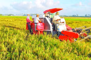 Sử dụng máy gặt đập liên hợp trong thu hoạch lúa giúp các hợp tác xã, tổ hợp tác thu hoạch từ 3-5 ha lúa/ngày.