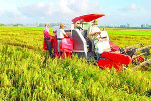 Sử dụng máy gặt đập liên hợp trong thu hoạch lúa giúp các hợp tác xã, tổ hợp tác thu hoạch từ 3-5 ha lúa/ngày.