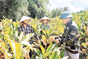 Anh Lý Minh Nhị cùng người dân chăm sóc vườn dong riềng của gia đình.