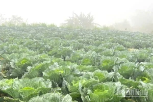 Các vùng rau chuyên canh tại Hà Nội, Hải Dương, Vĩnh Phúc đang đẩy mạnh mở rộng diện tích gieo trồng phục vụ nhu cầu cuối năm và Tết Nguyên đán. (Ảnh: HNV)