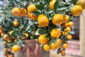 Cận cảnh những quả quất cảnh Tử Liên tròn, to đều và mọng. (Ảnh: HNV)