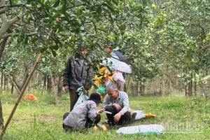 Thu hoạch bưởi tại vườn bưởi Diễn, Hà Nội. (Ảnh: HNV)