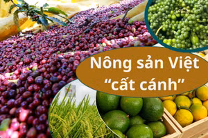 Xúc tiến thương mại-cầu nối đưa nông sản Việt “cất cánh”