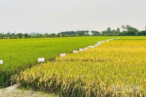 Áp dụng giống lúa mới nâng cao hiệu suất canh tác. (Ảnh: HNV)