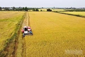 Đề án 1 triệu hecta lúa chất lượng cao, phát thải thấp không đơn thuần là gia tăng sản lượng, mà là một sự chuyển đổi mang tính căn bản