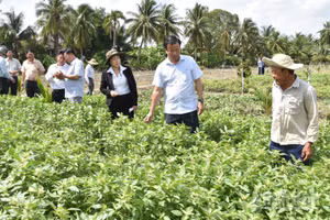 Lãnh đạo Ủy ban nhân dân tỉnh Đồng Tháp và các sở, ngành trực tiếp xuống ruộng rau để xác minh và làm rõ nguyên nhân bị thiệt hại. 