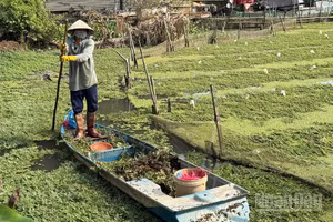 Người dân ở xã Vĩnh Thuận Đông, thành phố Cần Thơ trồng rau nhút trên sông Nước Đục mang lại hiệu quả cao.