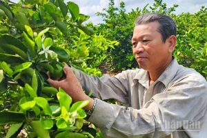 Ông Lê Văn Út, ấp Nhơn Thuận 1, xã Tân Hòa, thành phố Cần Thơ, là một trong những hộ tiên phong chuyển đổi sang trồng chanh theo hướng hữu cơ. 