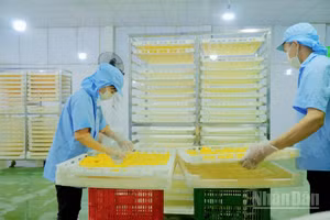 Liên kết sản xuất không chỉ giúp nâng cao chất lượng nông sản, mà còn tạo việc làm ổn định cho người dân địa phương.
