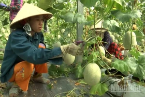 Nông dân chăm sóc mô hình trồng dưa lưới tại xã Hiệp Hưng, thành phố Cần Thơ.