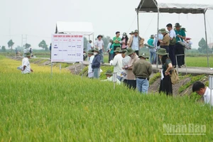 Nông dân phấn khởi tham quan ruộng trình diễn các giống lúa triển vọng vụ đông xuân 2025-2026 tại Viện Lúa Đồng bằng sông Cửu Long. 