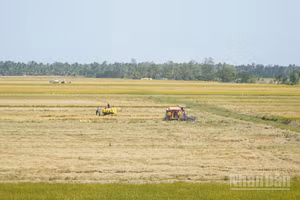 Tại thành phố Cần Thơ đang bước vào vụ thu hoạch lúa đông xuân 2025-2026.