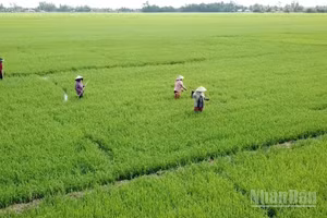 Nông dân xã Vĩnh Thuận Đông tất bật chăm sóc lúa với kỳ vọng một vụ mùa đạt năng suất cao.