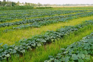 Ruộng lúa ở xã Tài Văn, thành phố Cần Thơ được chuyển sang trồng màu trong mùa khô. 